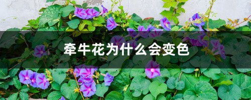 牵牛花为什么会变色