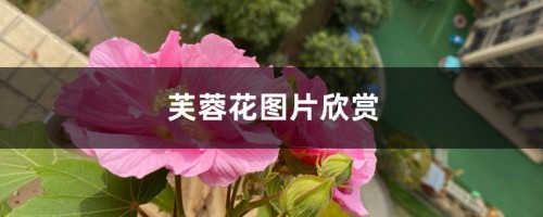 芙蓉花图片欣赏