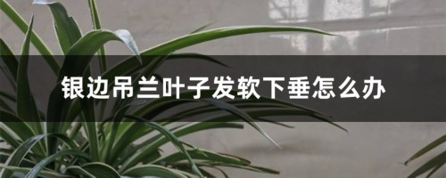 银边吊兰叶子发软下垂怎么办