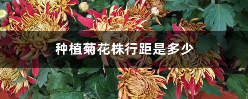 种植菊花株行距是多少