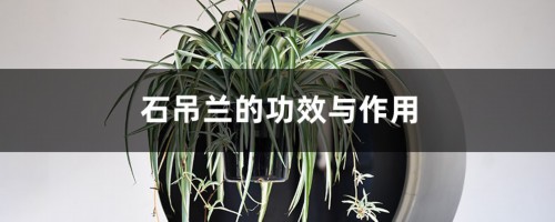 石吊兰的功效与作用