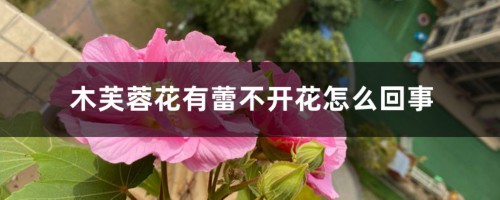 木芙蓉花有蕾不开花怎么回事