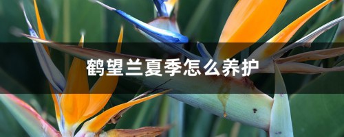 鹤望兰夏季怎么养护