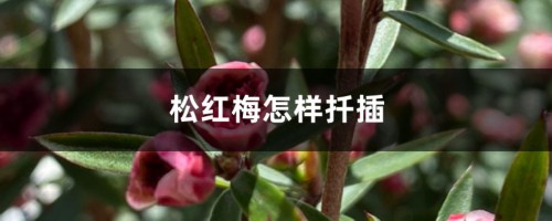 松红梅怎样扦插